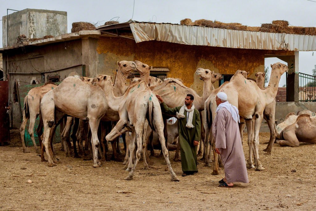 Birqash-Camel-Market-day-tour-Cairo-Camel-Market